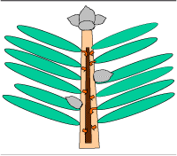 Figur 1. Auxinstrømmen i et typisk nåletræs­topskud. Auxin eksporteres fra nålene og fra væv i stammen selv og føres nedad i kambiet og det yngste ledningsvæv. De mange kilder, som bidrager til strømmen, giver stigende koncentration nedad.