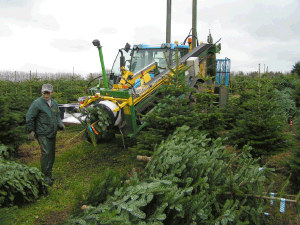 Figur 3. Normalt nettes og palleteres hver sortering af træerne i een arbejdsgang i kulturen. Foto: Claus Jerram Christensen