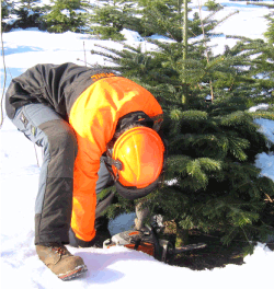  Figur 1. Juletræer fældes med siden til træet, så de nederste grene kan holdes med det ene knæ. Foto: Simon Skov