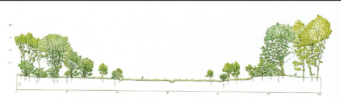 En illustration af den tilstræbte tilstand for skovudviklingstypen.