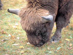 Europæisk bison