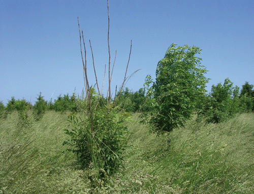 Klonfrøplantage med asketoptørre