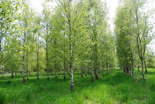 Frøplantage af birk