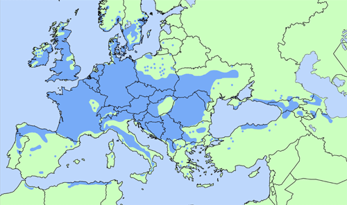 Kort over udbredelse af fuglekirsebær i Europa