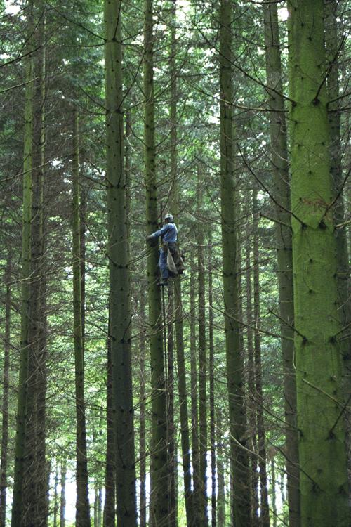 Grandis frøavlsbevoksning med høje træer
