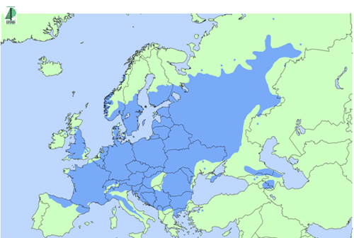 Kort over udbredelse af lind i Europa