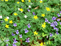 Anemoner og violer i skovbund