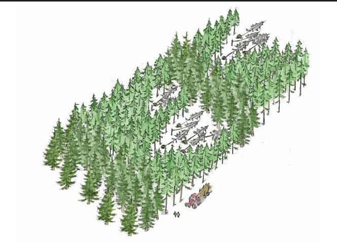 Illustration af rumlig stabilisering af en nåletræbevoksning 