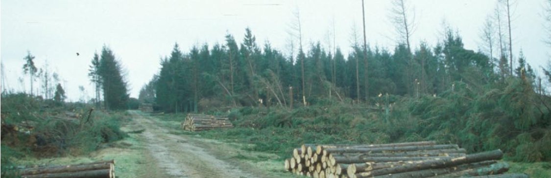 Efterladt rødgran bevoksning efter stormfald