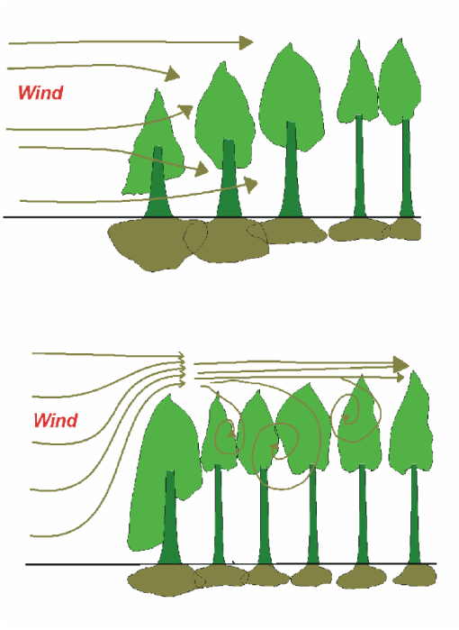 Illustration af vindens påvirkning af rande
