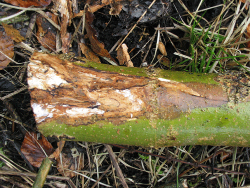 Figur 2. Under den døde, misfarvede bark sidder honningsvampens hvide mycelfaner som tegn på svampens tilstedeværelse.