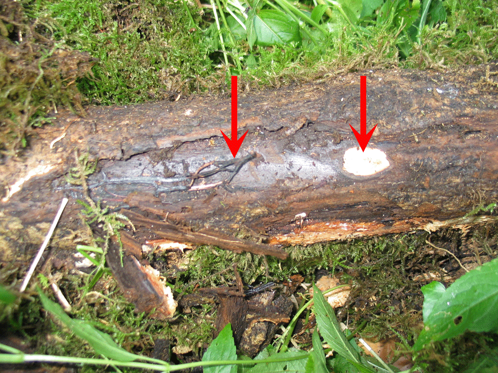Figur 3. Blotlagt rod på ældre ask med asketoptørre. Der er et stort dødt område, hvor honningsvampens rhizomorfer og hvide mycelium er synlige (pile)