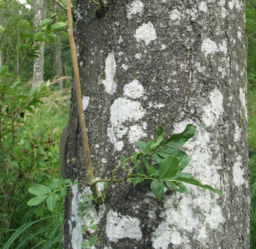 Figur 4. Vanris på stamme af stærkt svækket asketræ. Bemærk at skuddene er angrebet af C. fraxinea og visnet tilbage fra spidsen. Når svampen kommer ind til stammen, vil barken dø, og veddet bagved kan blive misfarvet.