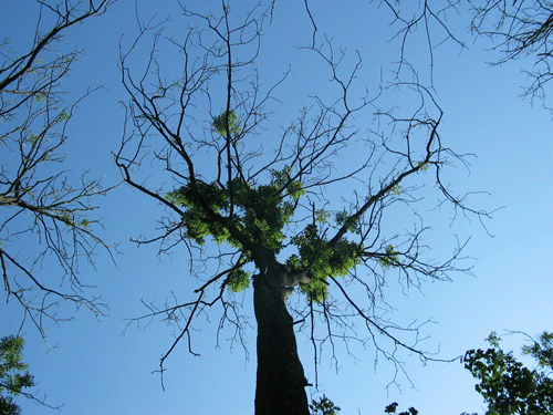 Figur 5. Ældre ask, hvor den primære krone er død. Træet overlever kun på grund af vanris, men stammen er frisk og kan anvendes.