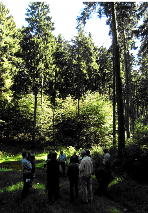 Indplantning af bøgegruppe i rødgran.