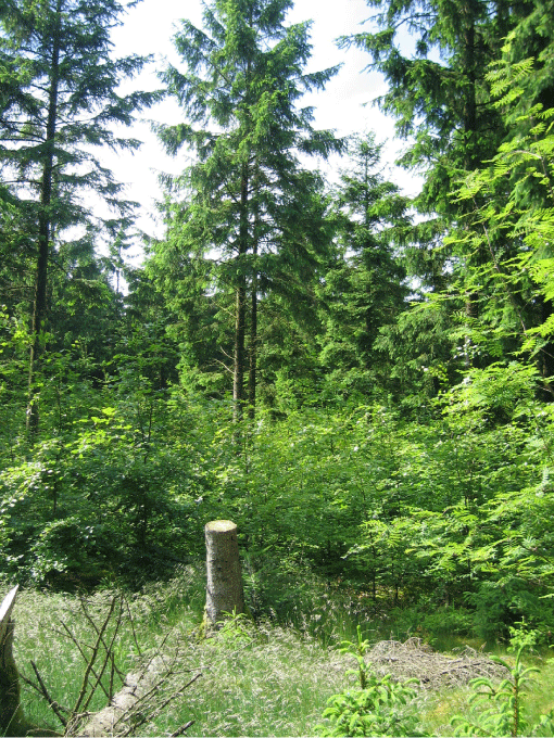 Indplantning af bøg i rødgran under foryngelse. Klosterheden Distrikt. Foto: J. B. Larsen