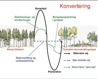 Principskitse over veje fra nutilstand til en ønsket skovudviklingstype; her nr. 13 – Bøg med douglasgran og lærk.