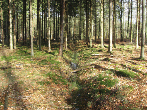 Gammel grøft i skov