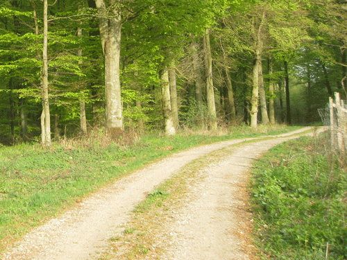 Der bør foreligge en plan for løbende vedligeholdelse af skovens vejnet. Foto: Kjell Suadicani