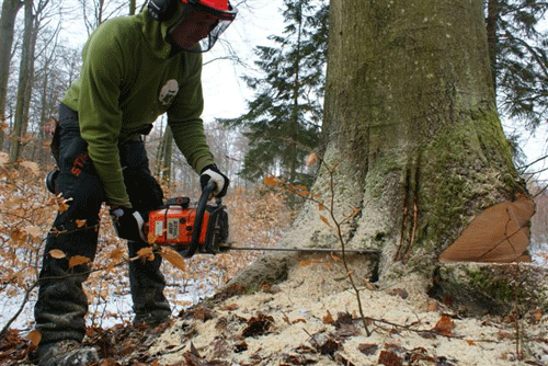 Skovarbejder skærer fældesnit