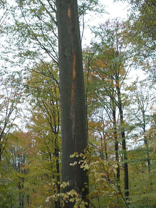 Bøgetræ med fældeskade på bark