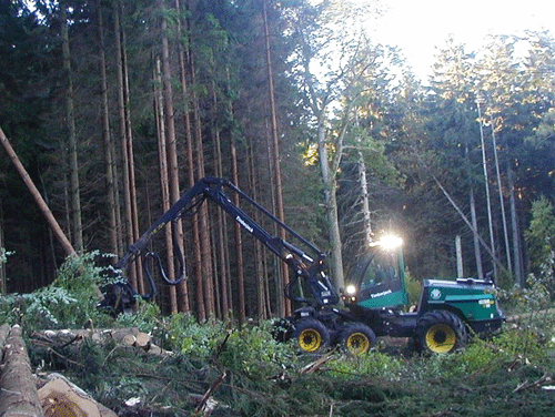 Renafdrift i nåletræ