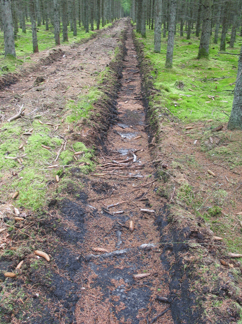 Dybe hjulspor i nåletræsbevoksning