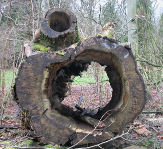Figur 4. Kernen er nedbrudt, mens splinten er tilbage. Dette træ er blevet hult i levende live. Foto: Simon Skov