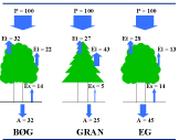 Figur 2. Gennemsnitlig årlig vandbalance (2000-2005) for tre bøge-, to ege-, to rødgran- og en sitkagranbevoksning. Procentfordelingen af den årlige nedbør (P) på Et = planternes vandforbrug (transpiration), Ei = fordampning fra kronen (interception), Es = jordfordampning og A = nedsivning af vand fra rodzonen. Pilenes tykkelse er vægtet i forhold til nedbøren.