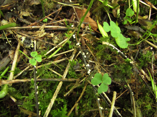 Frugtlegemer af Hymenoscyphus albidus, som er harmløs.
