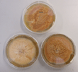 Petriskåle med mycelium af svampen