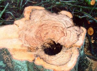 Kulsvamp råd i stødflade på fældet træ