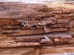 Figur 2. Når cellulose er nedbrudt, ligger den brune lignin tilbage: Brunmuld. Foto: Iben M. Thomsen