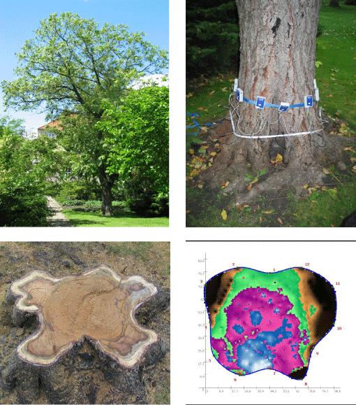 Giftsumak / galæblesumak (Rhus chinensis) med lakporesvamp, kronesymptomer siden 2004. Frugtlegemer på stammebasis i mere end 10 år, og på to sider af stammen, så kraftigt råd er forventeligt. Rådmåling viser udbredt råd. Efter fældning bekræftes rådmåling, idet centrum af stamme er helt nedbrudt (blå cirkel). Der er også kraftig misfarvning af den øvrige del af stammebasis, hvilket indikerer, at svampen er i gang med nedbrydning. Råddet gik ca. 1,5 meter op i stammen. Røde pile peger på det samme sted på stammen. 