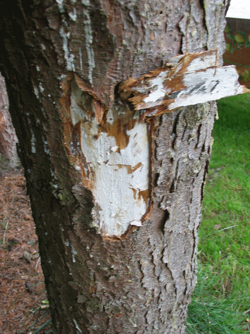 Hvide mycelfaner under barken