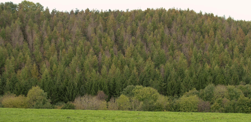 Figur 1 Symptomer på angreb af Phytophthora ramorum (europæisk visneskimmel) på lærk i Storbritannien. Inficerede helt eller delvist døde, gråfarvede træer står spredt eller i smågrupper rundt i hele bevoksningen.