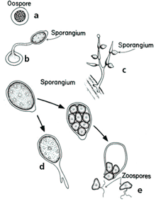 Figur 2 Sporedannelse hos Phytophthora arter.