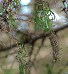 Symptomer på Phytophthora angreb på lærk