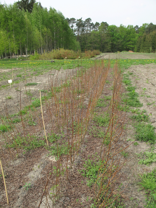 Skadede etårige planter i planteskole