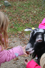 Barn aer ged i naturgård