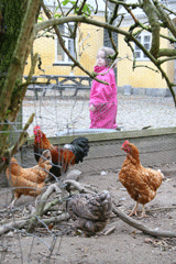 Høns i naturgård for vuggestuer og børnehaver.