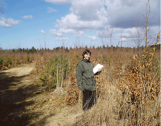 Naturstyrelsens kontrol af 7 år gammel skovrejsning. Foto: Kaj Jørgensen, Naturstyrelsen