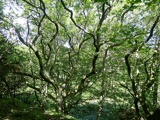 Egekrat på Præstebakkerne ved Bjergby i Vendsyssel. Foto: Lasse Baaner
