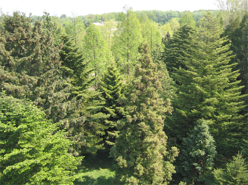 Figur 1. Arboretet