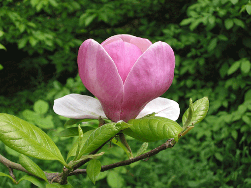 Figur 6. Eksempel fra fotodatabasen: almindelig magnolie (Magnolia soulangeana)