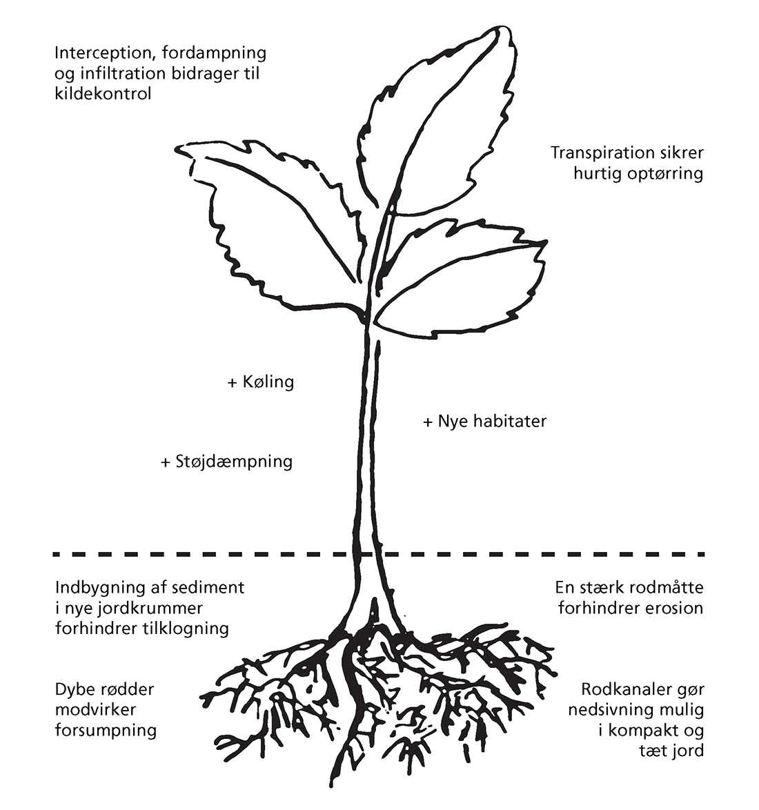 Tegning der illustrerer planters mulige bidrag til optimering af klimatilpasningen.