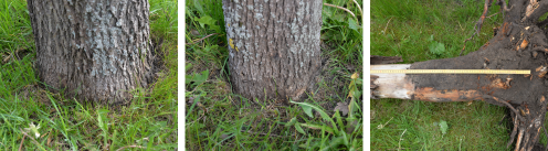 På stammen til venstre anes en fortykning fra rodudløb nederst på stammen, og træet trives. Stammen i midten har ikke synlige rodudløb, og træet er dødt. Til højre ses træet uden rodudløb efter opgravning. Barken er død og delvis afskallet. Det er svært at se den oprindelige overgang mellem stamme og rod pga. sekundær roddannelse, men træet er plantet ca. 40 cm for dybt. Fotos: Simon Skov