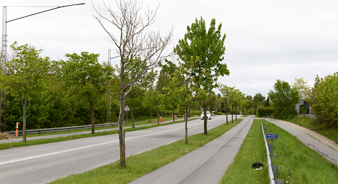 På denne vejstrækning var der en sammenhæng mellem plantedybden og vitaliteten. Foto: Simon Skov