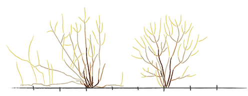 ”Mobile” planter med klonagtig spredning kan flytte sig, mens de ”stationære” bliver, hvor de er plantet.