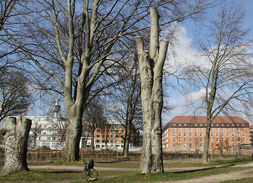 Til venstre en lav trætorso og i midten en høj trætorso i Fælledparken. Fuldkronede træer indgik ikke i registreringen. Foto: Christoffer Bergstedt